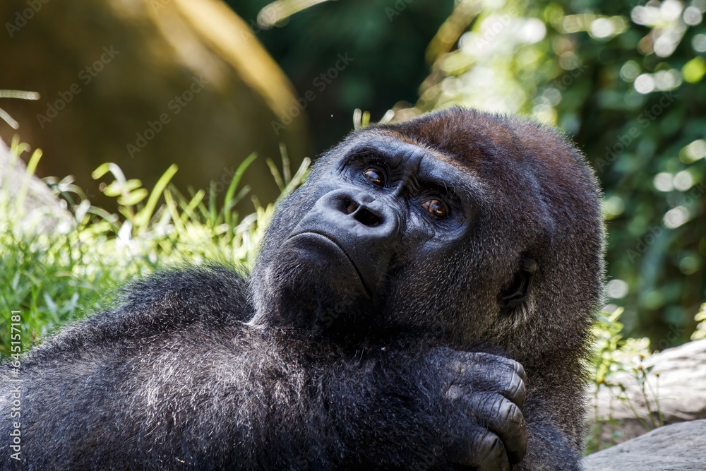 Obraz premium gorilla