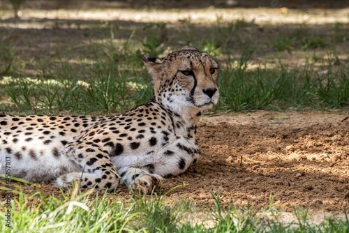 cheetah in the grass