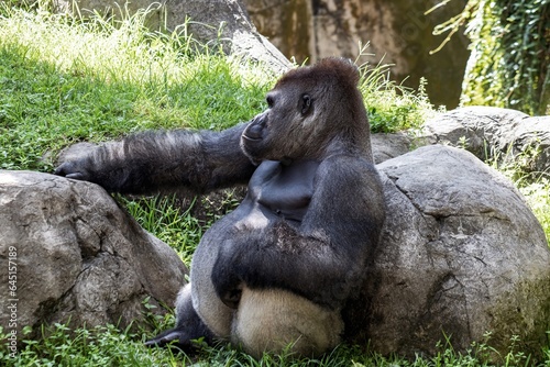 silverback gorilla
