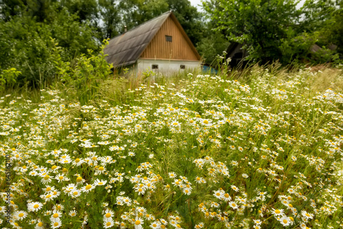 A simple rural house among lush daisy blossoms. summer country view.