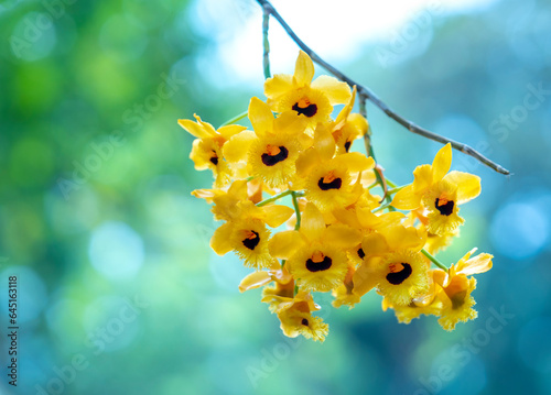 Dendrobium aphyllum orchids flowers bloom in spring lunar new year 2023 adorn the beauty of nature, a rare wild orchid decorated in tropical gardens photo