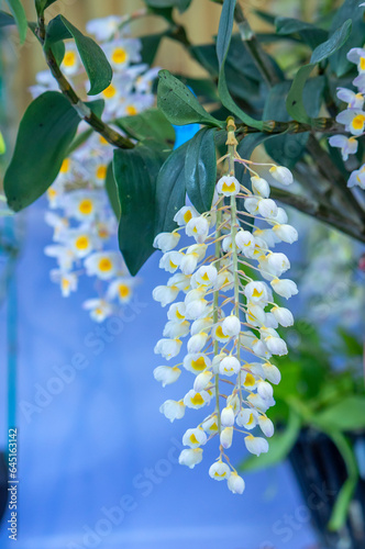 Dendrobium aphyllum orchids flowers bloom in spring lunar new year 2023 adorn the beauty of nature, a rare wild orchid decorated in tropical gardens photo