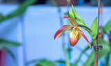 Paphiopedilum orchids flowers bloom in spring lunar new year 2023 adorn the beauty of nature, a rare wild orchid decorated in tropical gardens