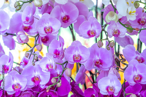 Phalaenopsis orchids flowers bloom in spring lunar new year 2023 adorn the beauty of nature, a rare wild orchid decorated in tropical gardens 