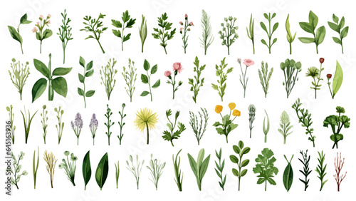 Set watercolor elements of pink roses; collection garden flowers; leaves; branches. Botanic Wedding floral design. Collection of greenery leaf plant forest herbs tropical leaves.