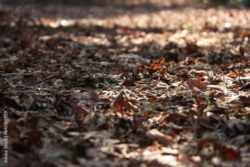 Falling autumn leaves in the forest