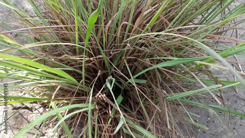 Cymbopogon or lemongrass plant, tanaman sereh or sere, silky heads or cochin grass photo
