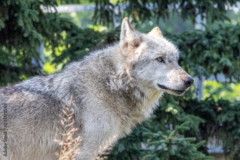 Fototapeta premium オオカミ