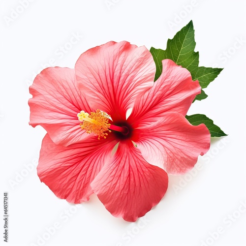 Hibiscus in white background