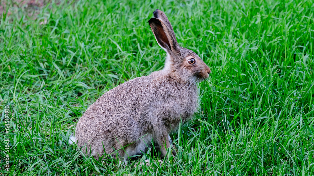 A rabbit in meadow A rabbit in meadow