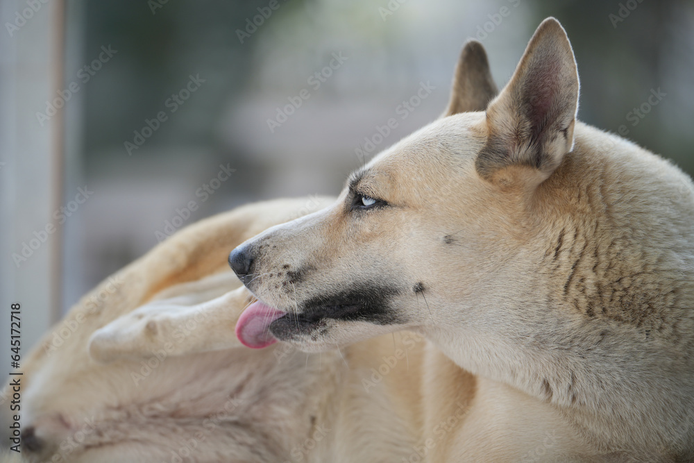 Dogs lick, gnaw, sheep, scratch due to itching. from fungi, bacteria, yeast, along the crotch area of the toes Sometimes they even put it in their mouth. may cause various pathogens ingest Dogs lick, gnaw, sheep, scratch due to itching. from fungi, bacteria, yeast, along the crotch area of the toes Sometimes they even put it in their mouth. may cause various pathogens ingest