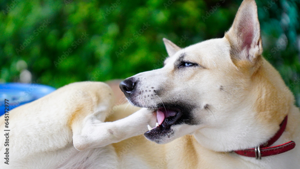 Dogs lick, gnaw, sheep, scratch due to itching. from fungi, bacteria, yeast, along the crotch area of the toes Sometimes they even put it in their mouth. may cause various pathogens ingest Dogs lick, gnaw, sheep, scratch due to itching. from fungi, bacteria, yeast, along the crotch area of the toes Sometimes they even put it in their mouth. may cause various pathogens ingest