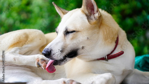 Dogs lick, gnaw, sheep, scratch due to itching. from fungi, bacteria, yeast, along the crotch area of the toes Sometimes they even put it in their mouth. may cause various pathogens ingest photo
