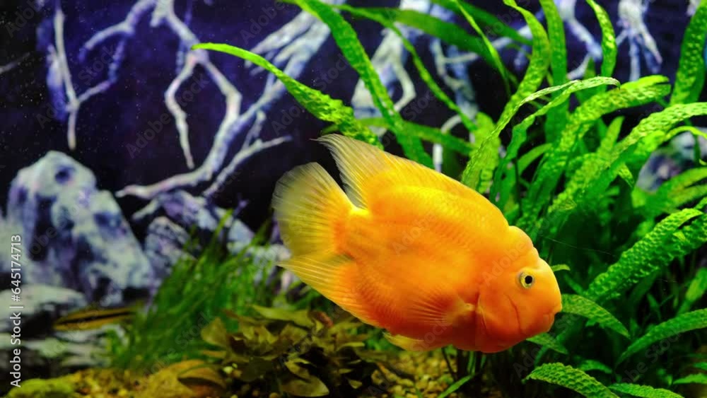 Orange parrot fish in the aquarium. Red Parrot Cichlid. Aquarium fish