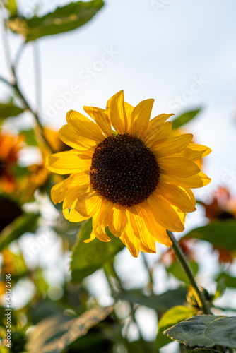 A beautiful sunflower with long yellow petals in the field. Calm tranquil moment in countryside. Sunflower growing in evening field. Atmospheric summer wallpaper  space for text
