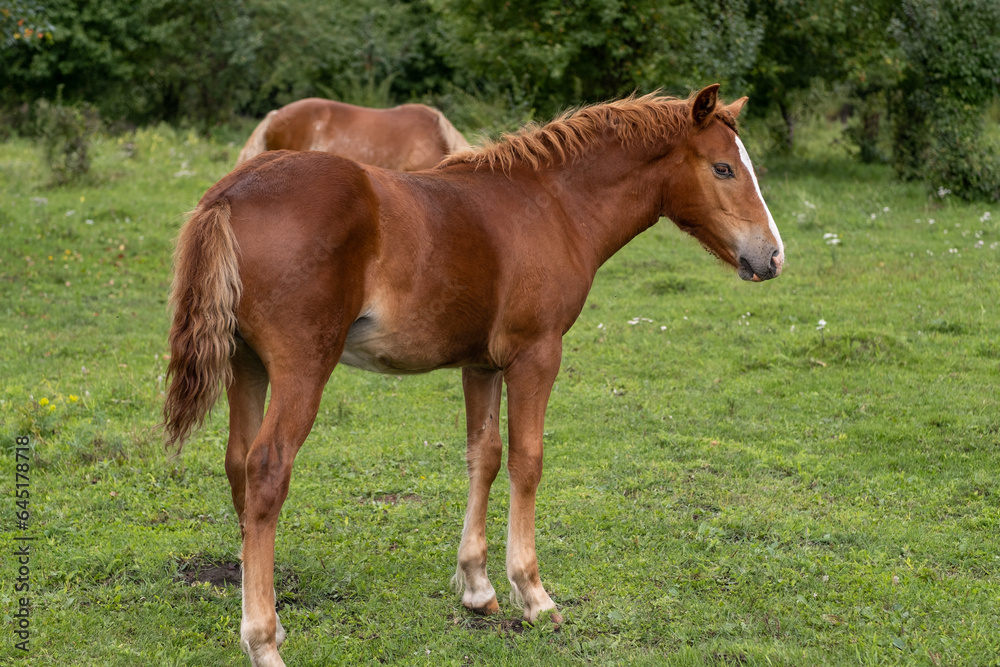 A group of different horses are grazing in the mountains in a summer pasture. Horses eat grass in the meadow.