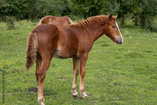 A group of different horses are grazing in the mountains in a summer pasture. Horses eat grass in the meadow.