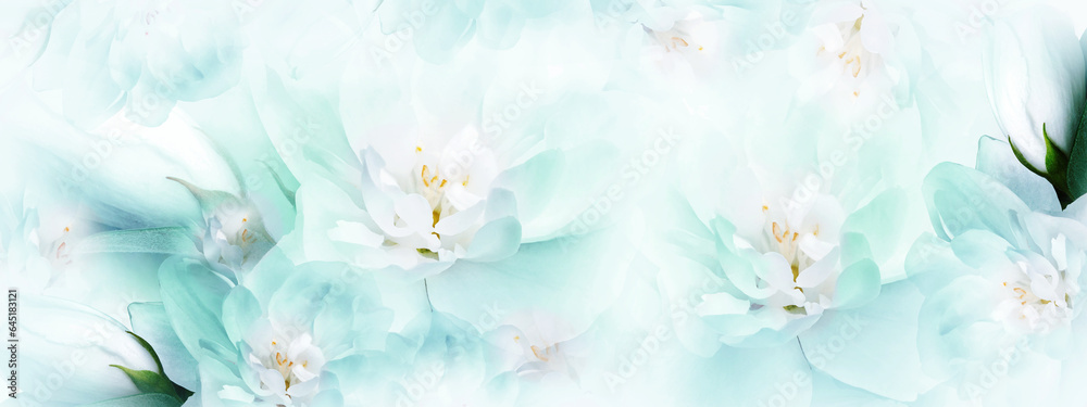 Jasmine    flowers. Floral spring background.  Close-up.  Nature.