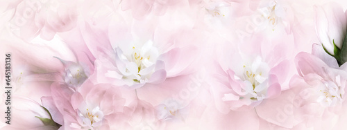 Jasmine  white-pink  flowers. Floral spring background.  Close-up.  Nature.