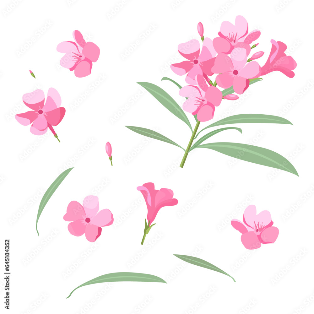 custom made wallpaper toronto digitalSet of Oleander flowers isolated on a white background. vector illustration.