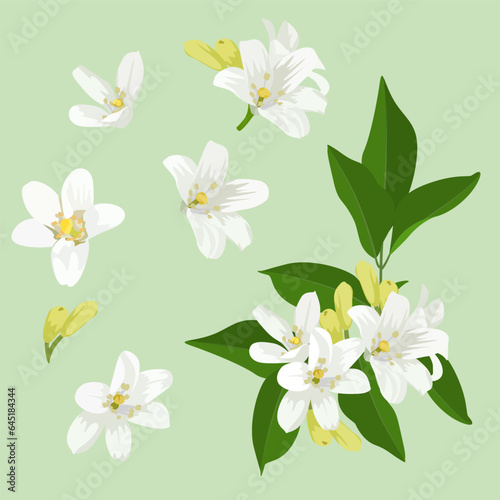 Set of Orange jasmine flowers isolated on a white background. vector illustration.