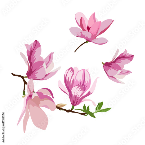 Fototapeta Naklejka Na Ścianę i Meble -  Set of Magnolia flowers isolated on a white background. vector illustration.