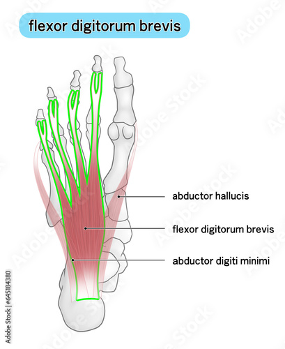  短趾屈筋の位置がわかる足裏のイラスト photo