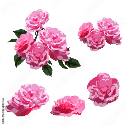 Set of colorful Damask rose flowers isolated on a white background. vector illustration.