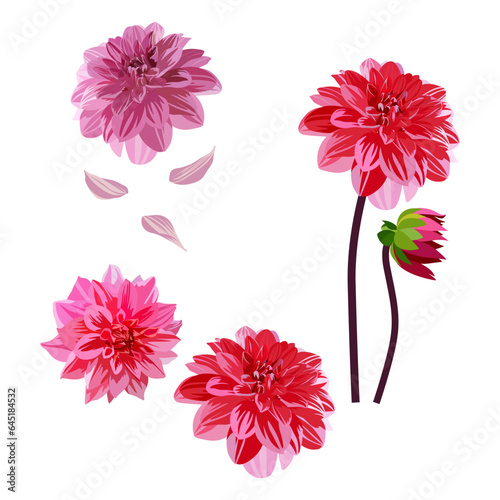 Set of dahlia flowers isolated on a white background. vector illustration.