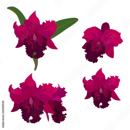 Set of cattleya flower isolated on white background. vectior illustration.