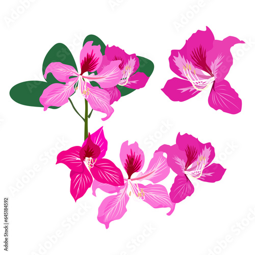 Set of Bauhinia flower isolated on a white background. vector illustration.