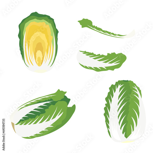 Set of Chinese cabbages isolated on a white background. vector illustration.