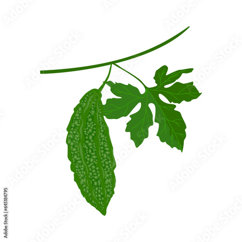Set of Bitter gourd isolated on a white background. vector illustration.
