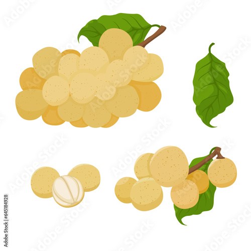 Longkong exotic fruit vector illustration, Botanical design of tropical Lansium parasiticum langsat.