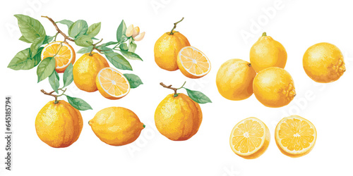watercolor yuzu fruit clipart for graphic resources