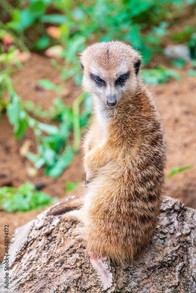 Fototapeta premium Meerkat, Suricata suricatta, on hind legs. Portrait of meerkat standing on hind legs with alert expression. Portrait of a funny meerkat sitting on its hind legs.