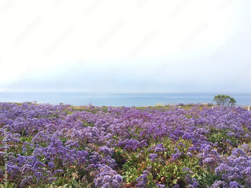 Obraz premium purple flowers by the ocean