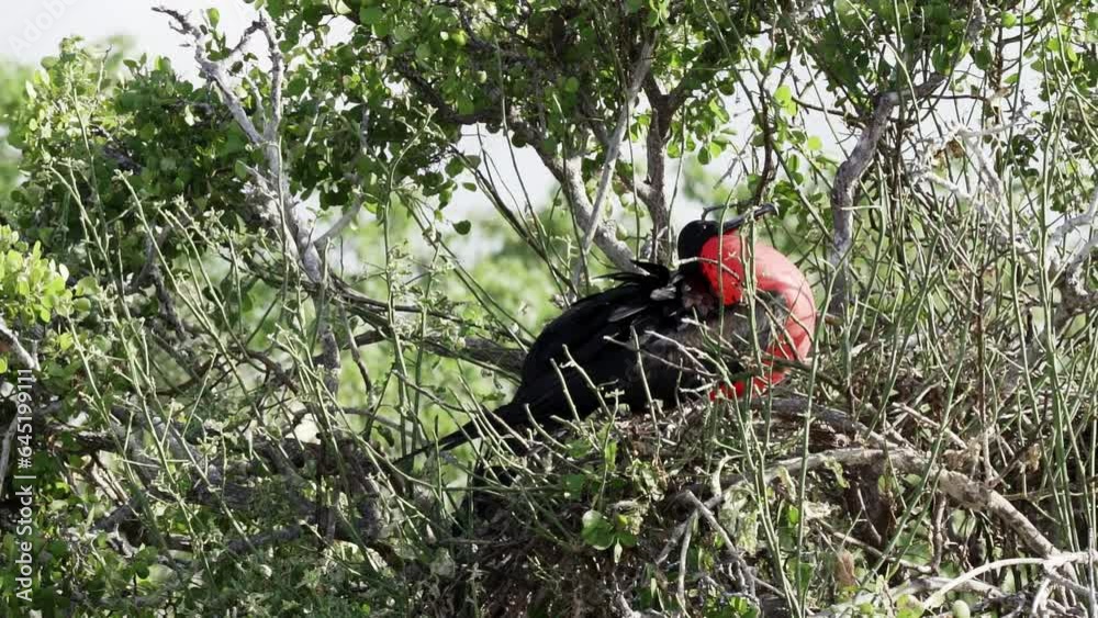 slow motion of a Magnificent frigatebird, Fregata magnificens, is a big black seabird with a characteristic red gular sac. Male frigate bird nesting with inflated sack, galapagos islands, Ecuador. slow motion of a Magnificent frigatebird, Fregata magnificens, is a big black seabird with a characteristic red gular sac. Male frigate bird nesting with inflated sack, galapagos islands, Ecuador.