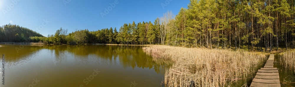 pond in the forest with reeds and wooden path