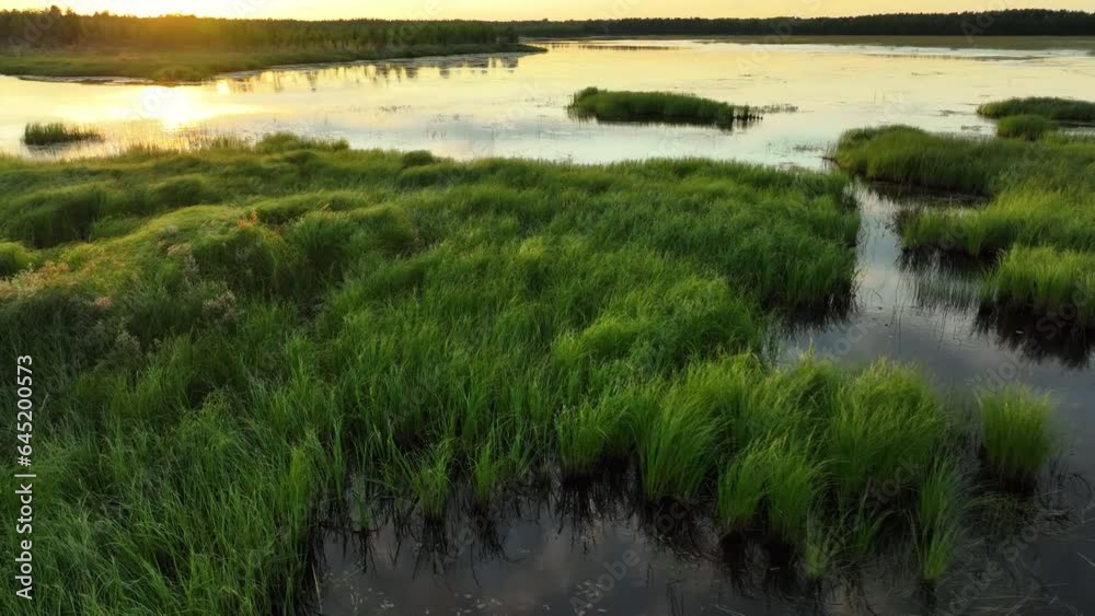 Drone shot over fresh vegetation in mirroring lake water, sunny evening in Scandinavia Drone shot over fresh vegetation in mirroring lake water, sunny evening in Scandinavia