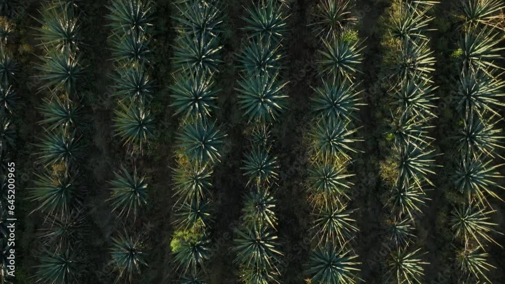 close up top down drone shot of an agave field in mexico close up top down drone shot of an agave field in mexico