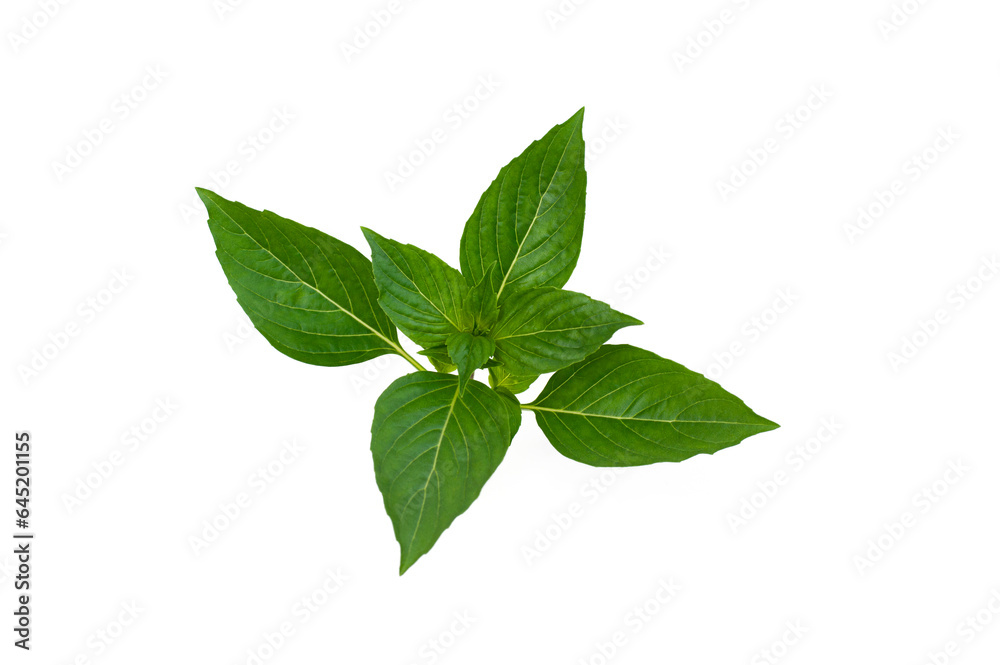 Sweet Basil, Thai Basil isolated on white background.Ocimum basilicum Linn. Sweet Basil, Thai Basil isolated on white background.Ocimum basilicum Linn.
