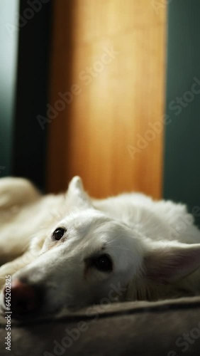 a sad white dog lies in a bed and blinks one eye. a white swiss shepherd dog wakes up and looks at the camera in the room. vertical video