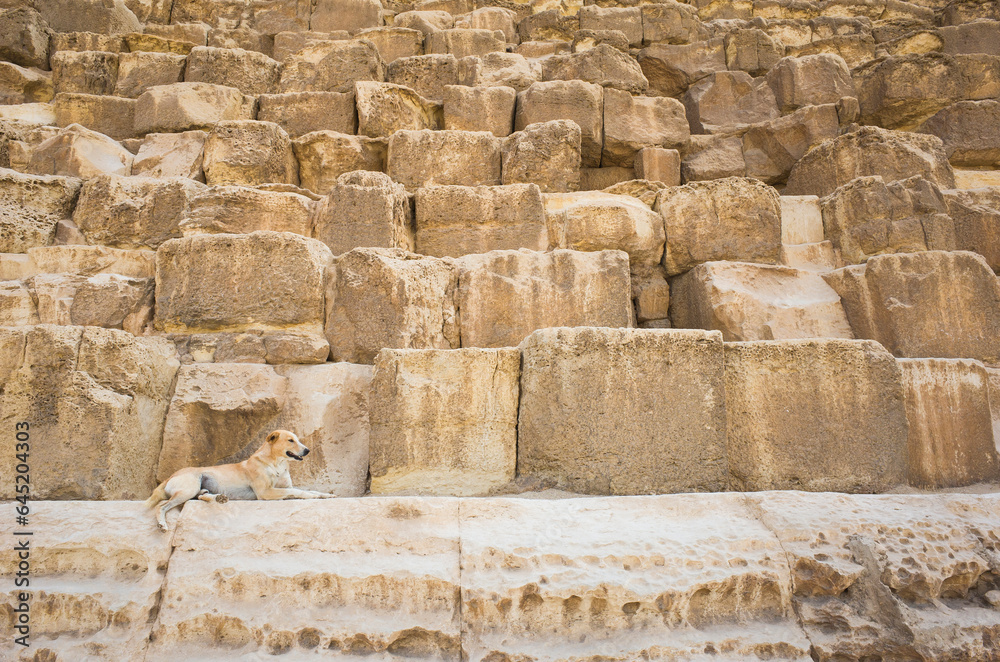 Dog is laying on massive limestone blocks of the great Pyramid of Giza, Detail view of stones, Egypt