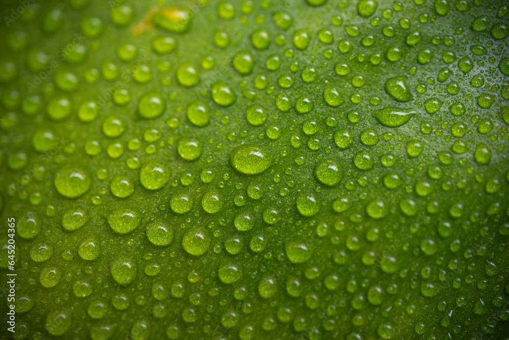 Leaf close up with water drops 