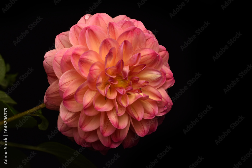 pink dahlia flower in black background pink dahlia flower in black background