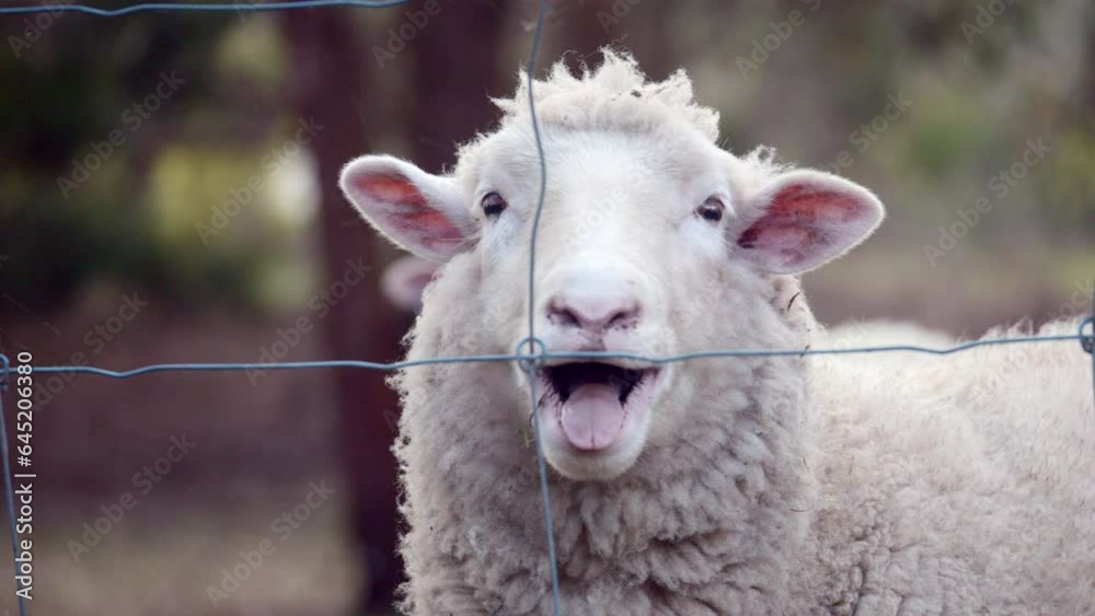 Female Sheep baa's or bleats directly at camera, SLOW MOTION Female Sheep baa's or bleats directly at camera, SLOW MOTION