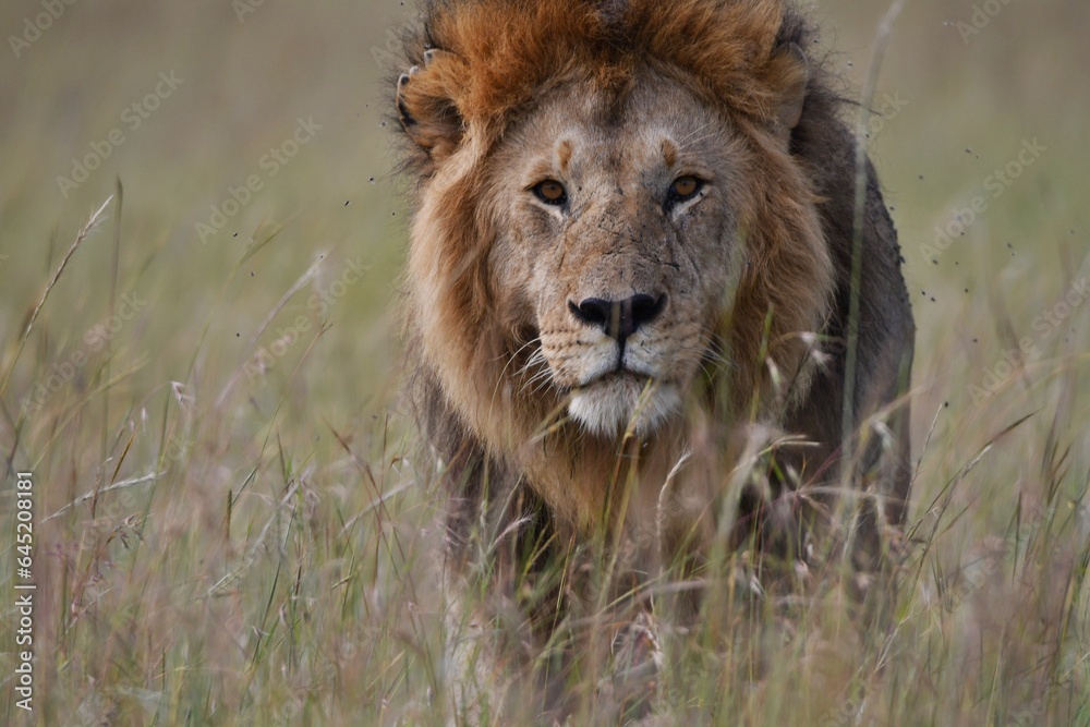 Male African lion walking in the savannah Male African lion walking in the savannah