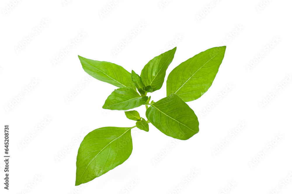 Lemon basil leaves isolated on white background.Herbs, Hoary basil, Hairy basil (Ocimum africanum) Lemon basil leaves isolated on white background.Herbs, Hoary basil, Hairy basil (Ocimum africanum)