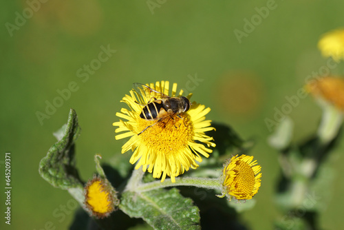 Wallpaper Mural Drone fly, Eristalis horticola, synonym Eristalis lineata on yellow flower of common fleabane, meadow false fleabane (Pulicaria dysenterica). Late summer, Netherlands, September.   Torontodigital.ca